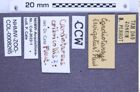 Etiketten zu Cardiotarsus cribricollis (Fleutiaux, 1931) (NHMW-ZOO-COL-0008265)